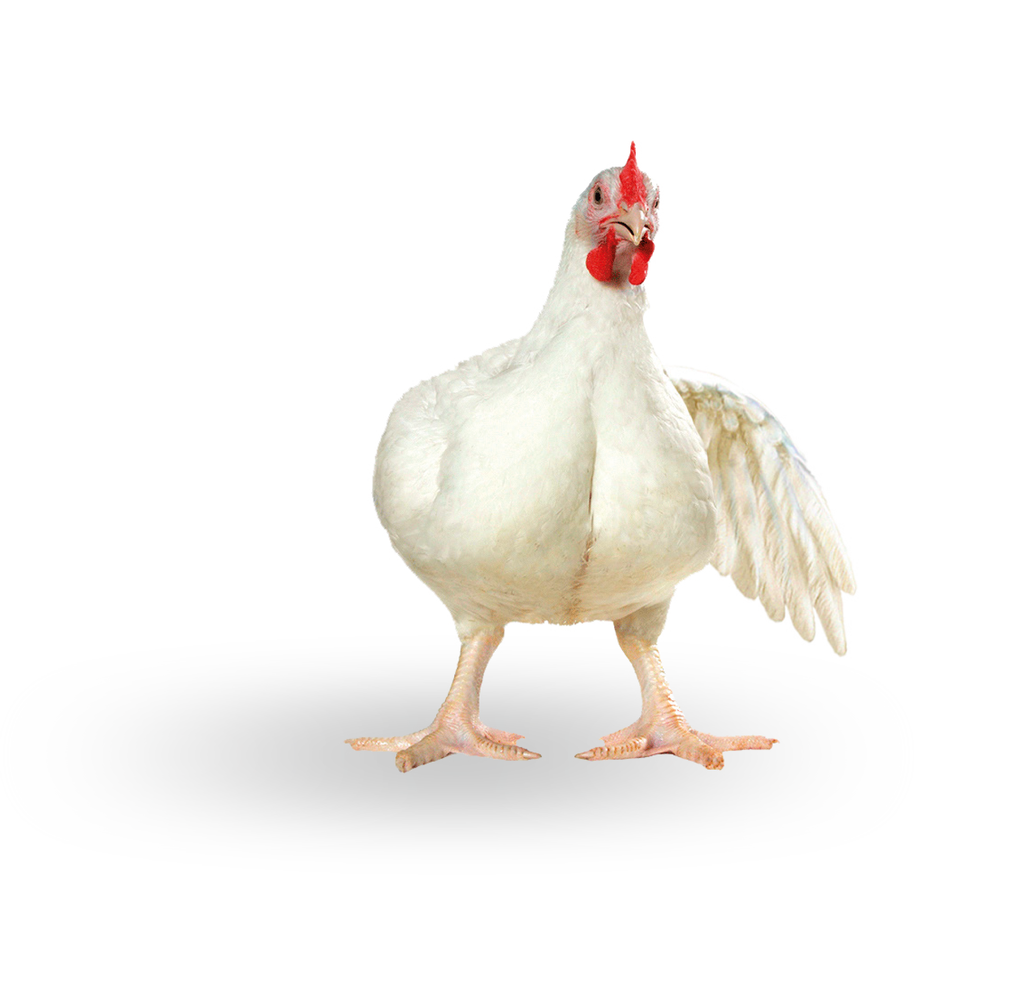 Portada Grupo Avimarca