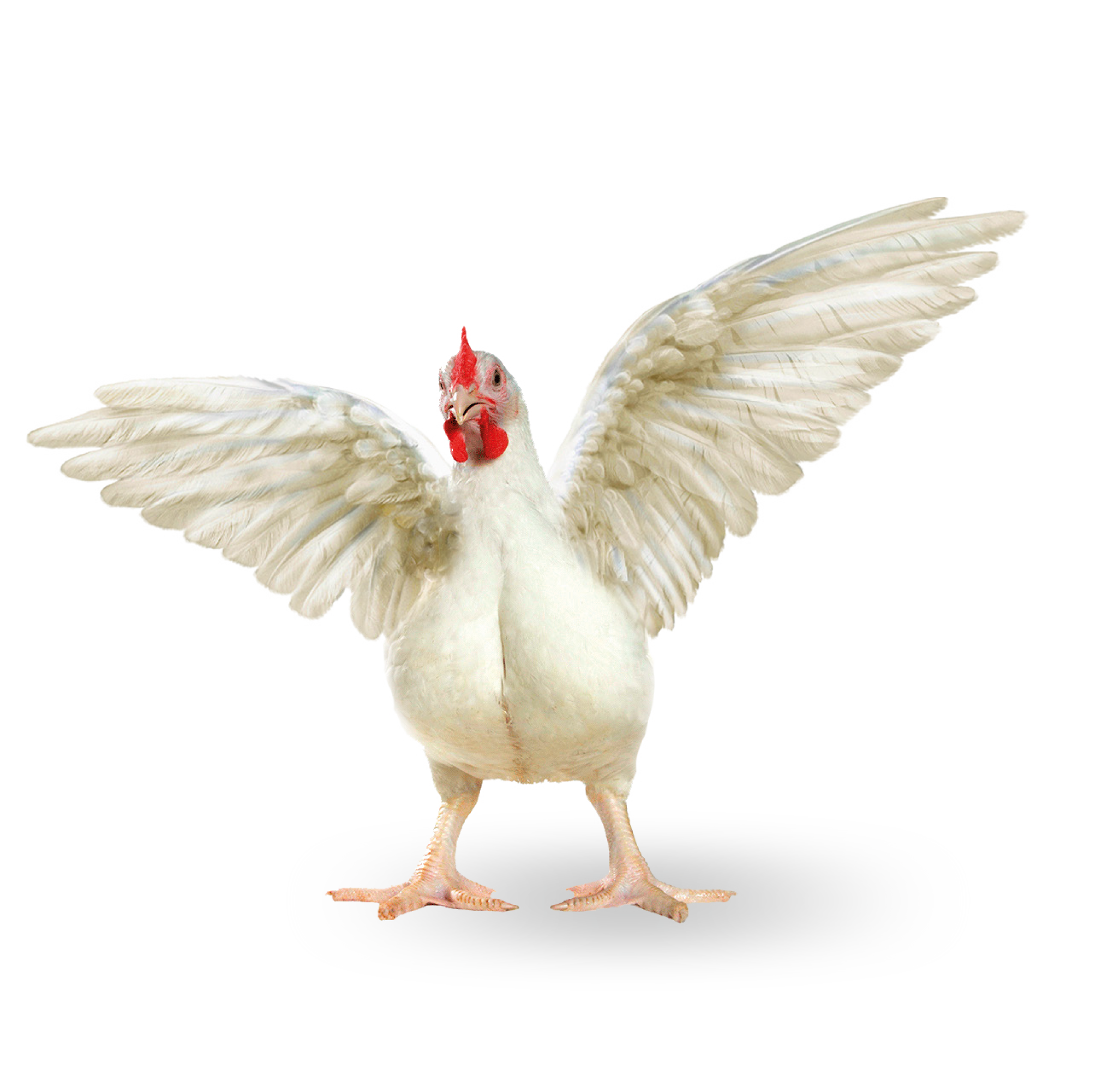 Pollo en pie